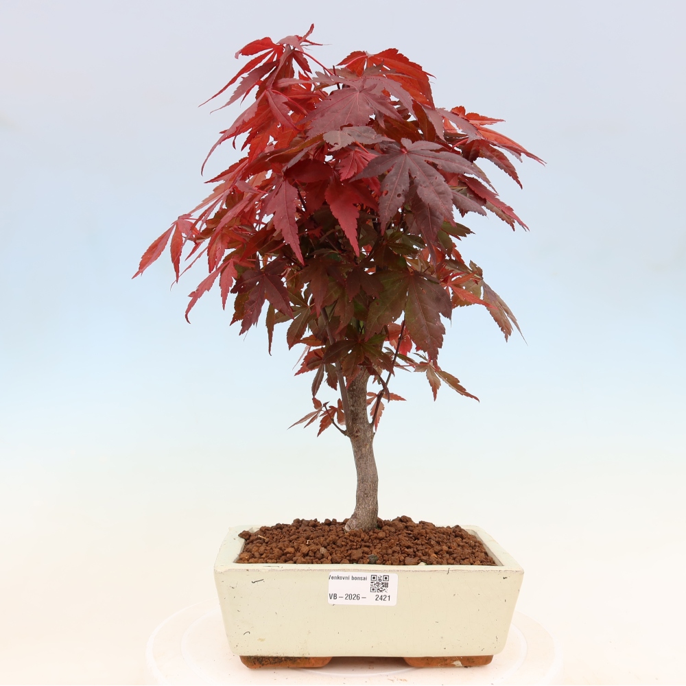 Bonsai für draußen - Acer-Palme. Atropurpureum-Javor palmate