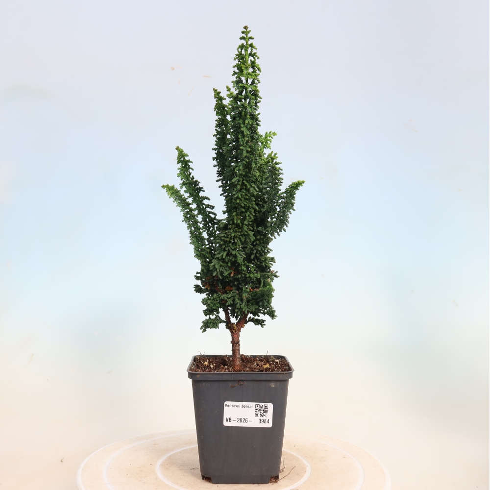 Bonsai für draußen - Cham. obtusa SEKKA HINOKI - Zypresse