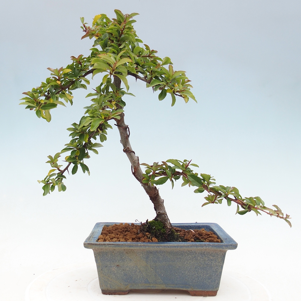 Freiland-Bonsai-Pyracantha Teton -Hlox