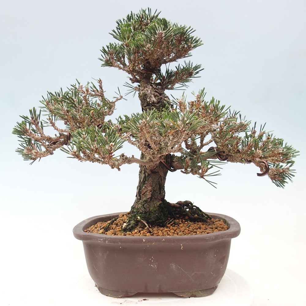 Bonsai für draußen - Pinus thunbergii Kotobuki - Thunberg-Kiefer