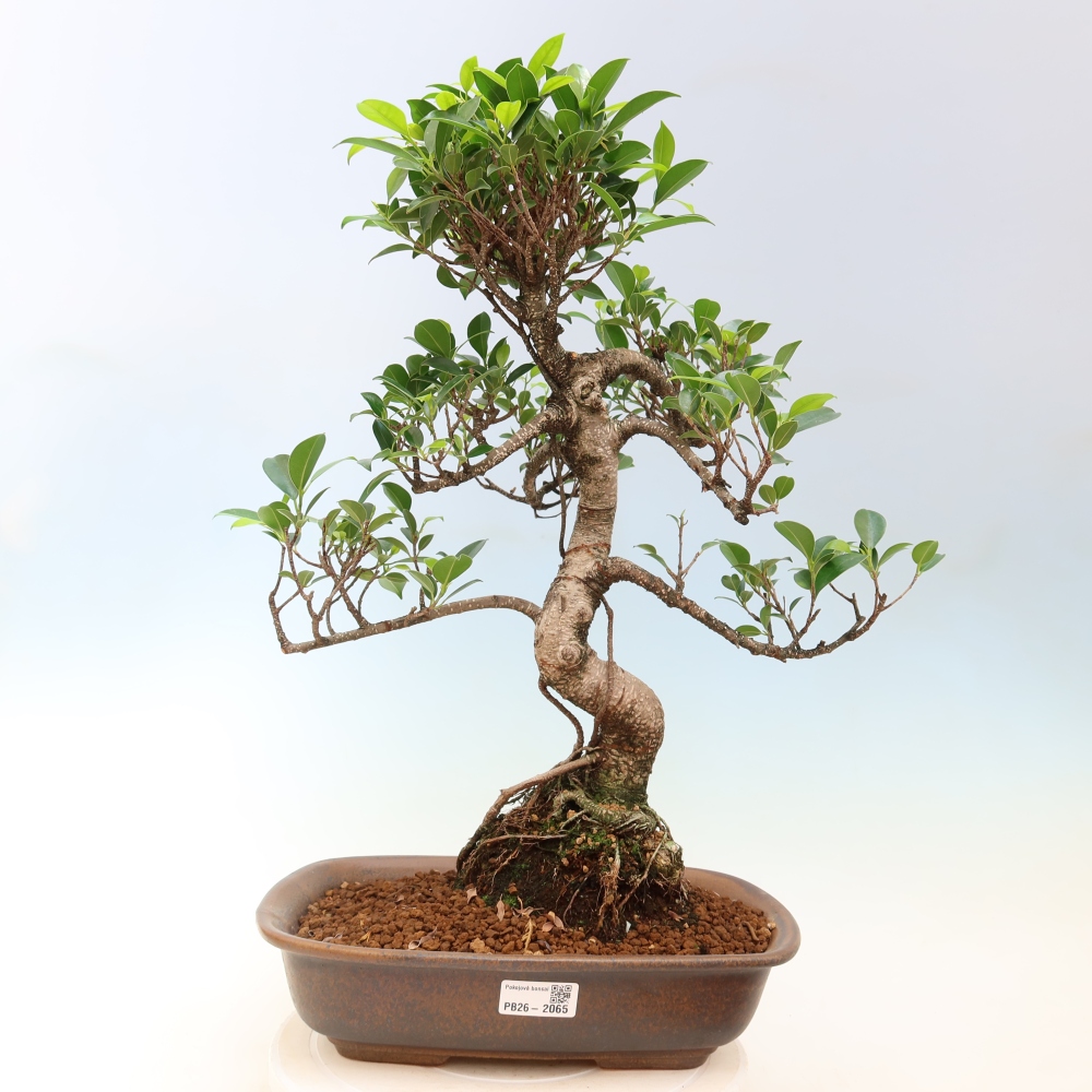 Zimmerbonsai - Ficus kimmen - Kleinblättriger Ficus