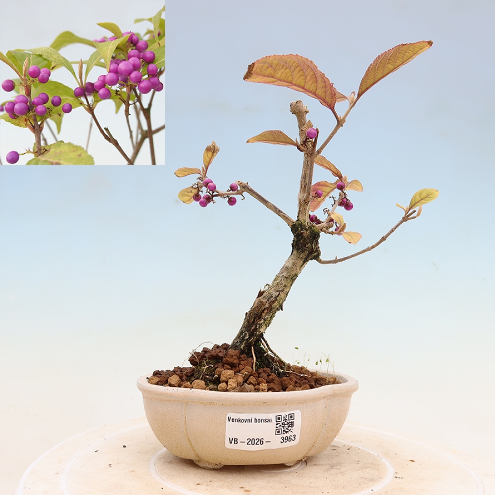 Outdoor-Bonsai - Callicarpa bodinierova Wucherung