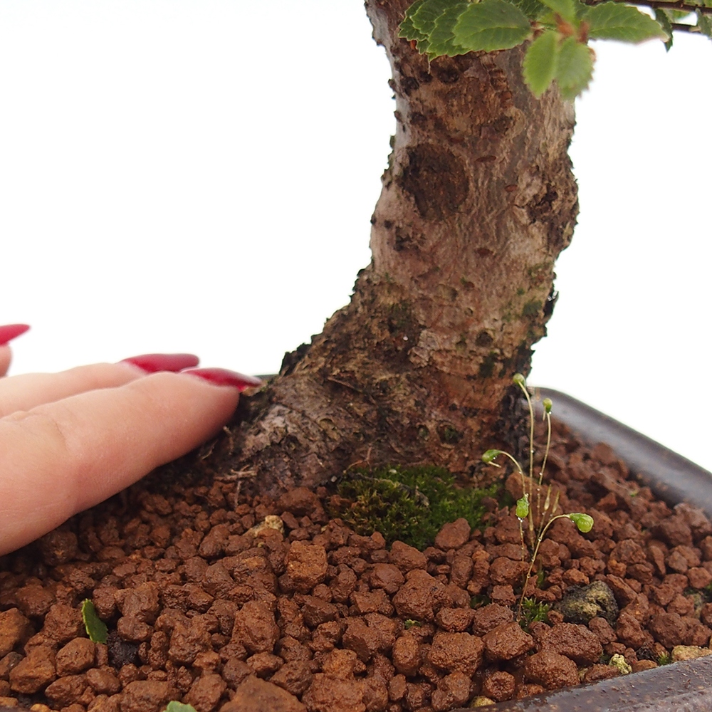 Bonsai für draußen - Ulmus parvifolia Hokkaido - Chinesische Ulme