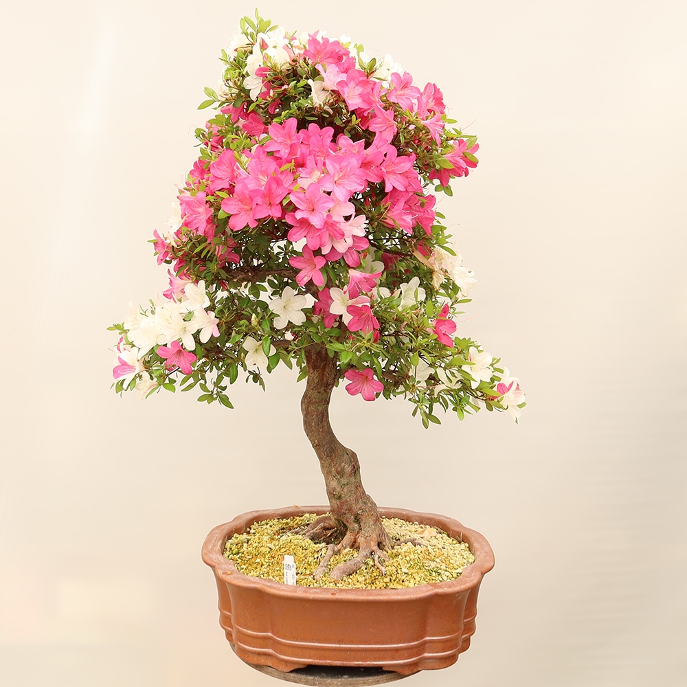 Bonsai für draußen - Japanische Azalee - Azalee Sayaka