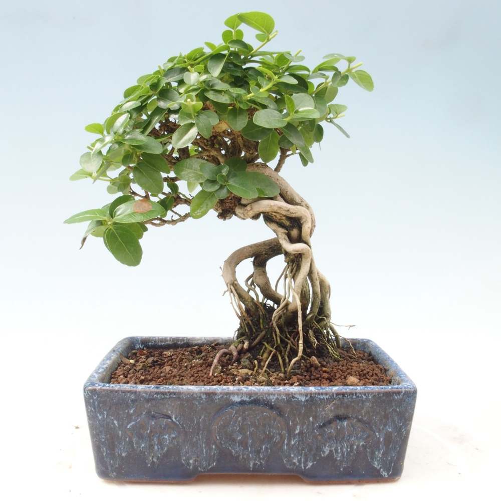 Zimmerbonsai - Premna serratifolia - Kozlovna malolista