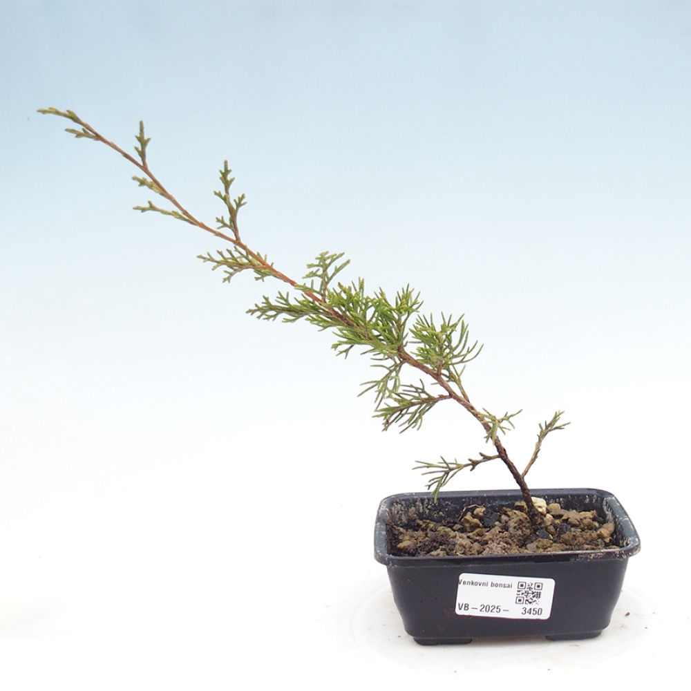 Bonsai für draußen - Juniperus chinensis Itoigawa