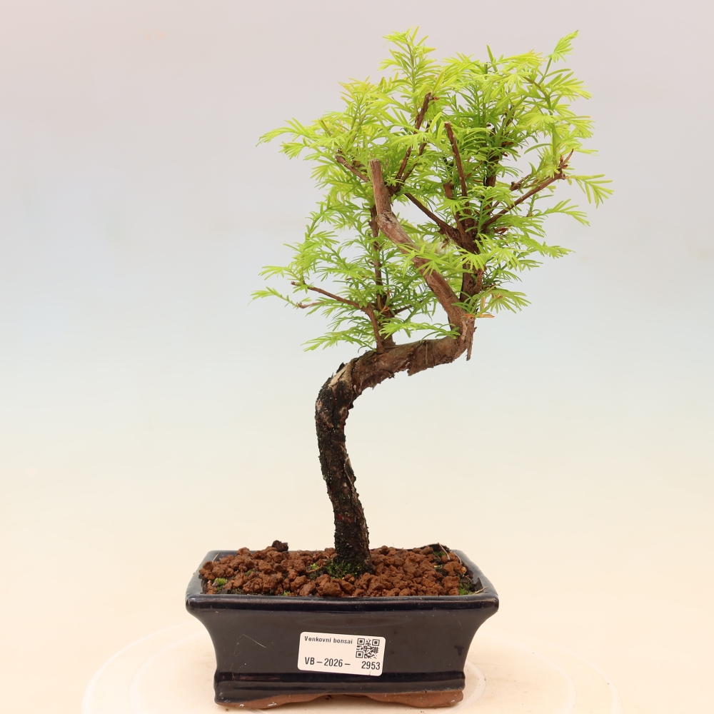 Bonsai für draußen - Metasequoia glyptostroboides - Chinesische Metasequoia