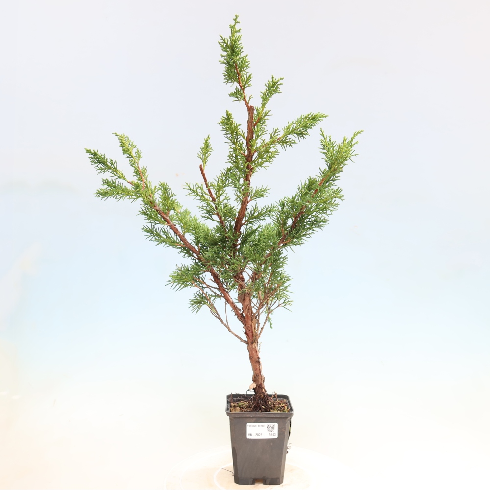 Bonsai für draußen - Juniperus chinensis Kishu
