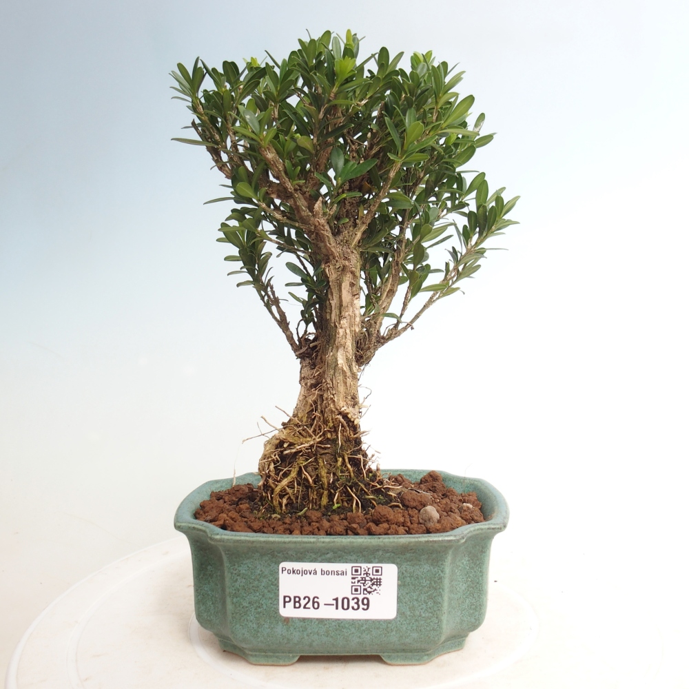 Zimmer Bonsai - Buxus harlandii - Korkbuxus
