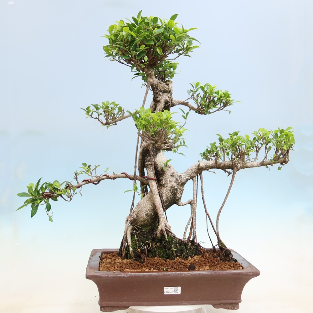 Zimmerbonsai - Ficus kimmen - Kleinblättriger Ficus