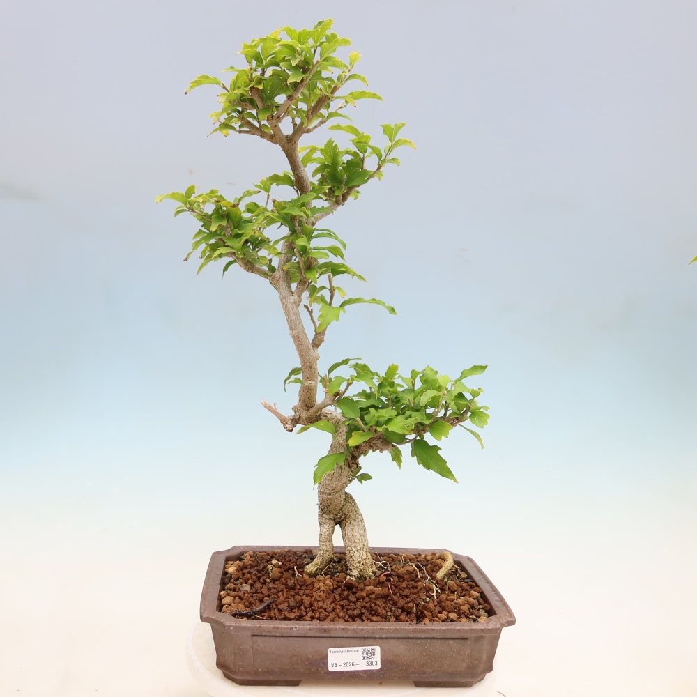 Bonsai für den Außenbereich – Hibiscus syriacus – Syrischer Hibiskus