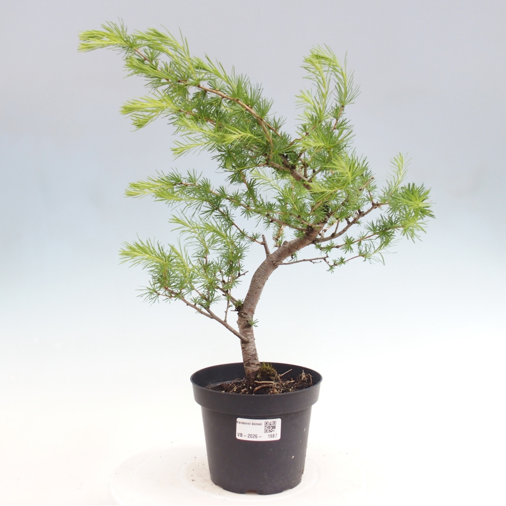Bonsai für draußen -Larix decidua - Lärche