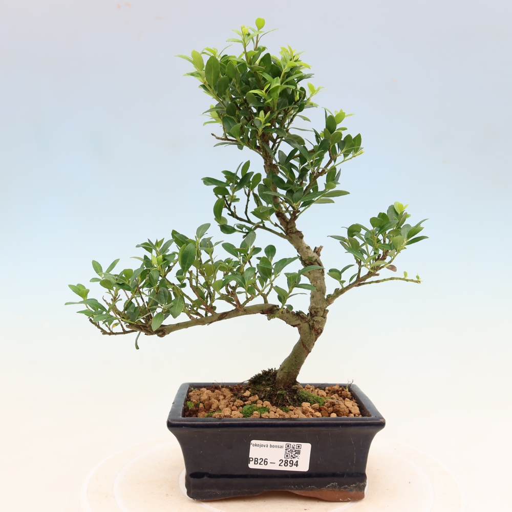Zimmer Bonsai - Ilex crenata - Stechpalme