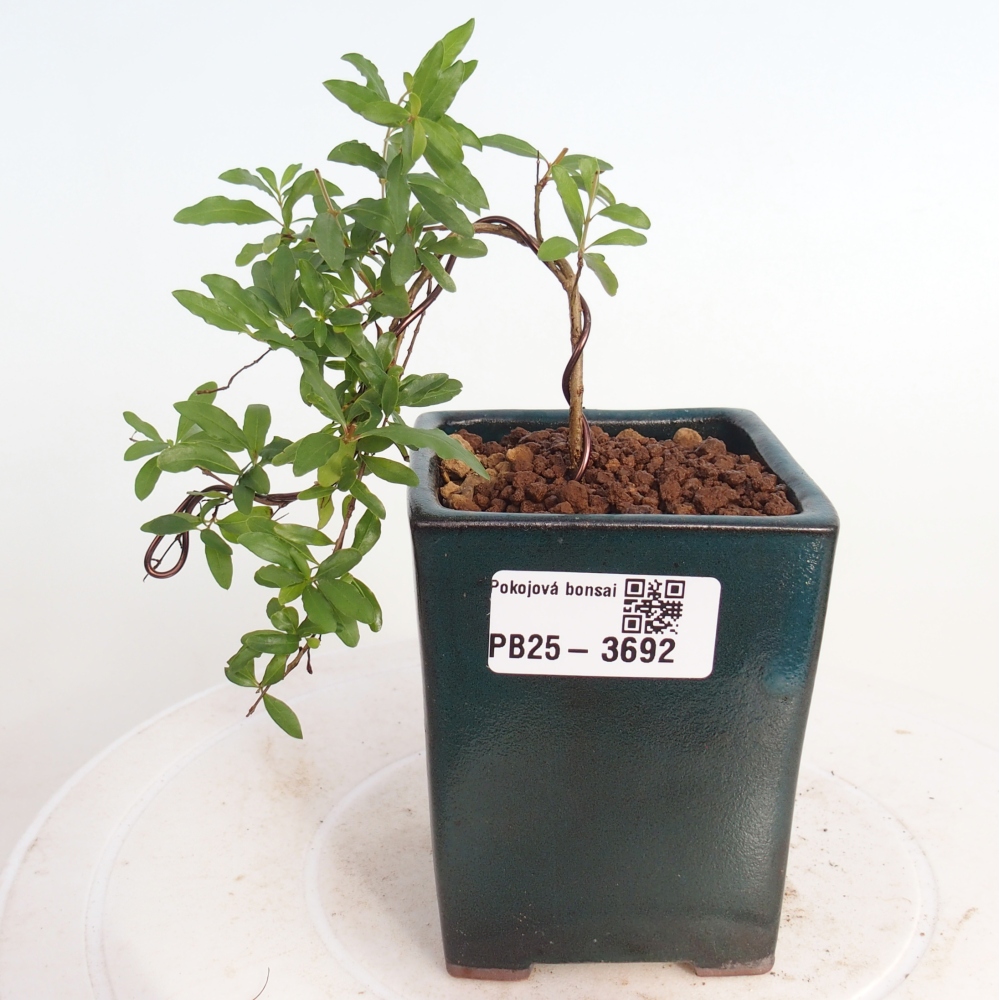 Zimmer-Bonsai-PUNICA granatum nana-Apfel-Granatapfel