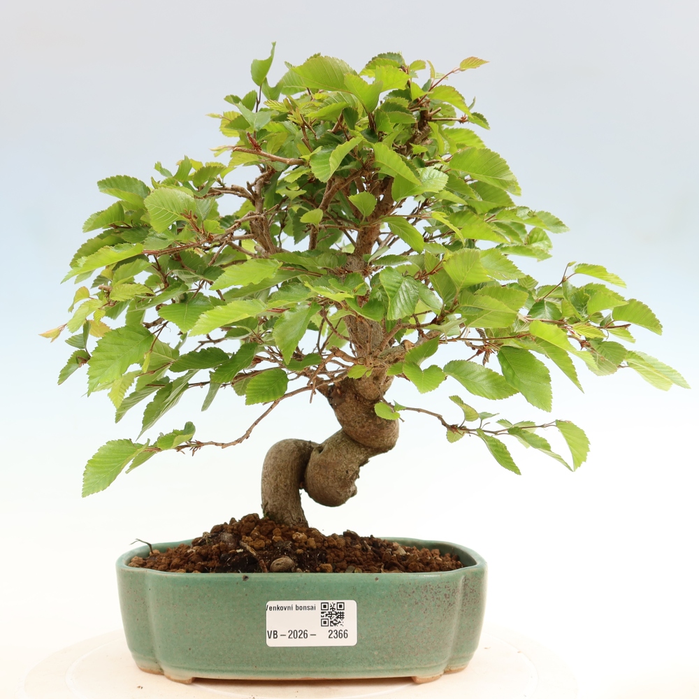 Bonsai für draußen - Karpinus Coreana - Koreanische Hainbuche