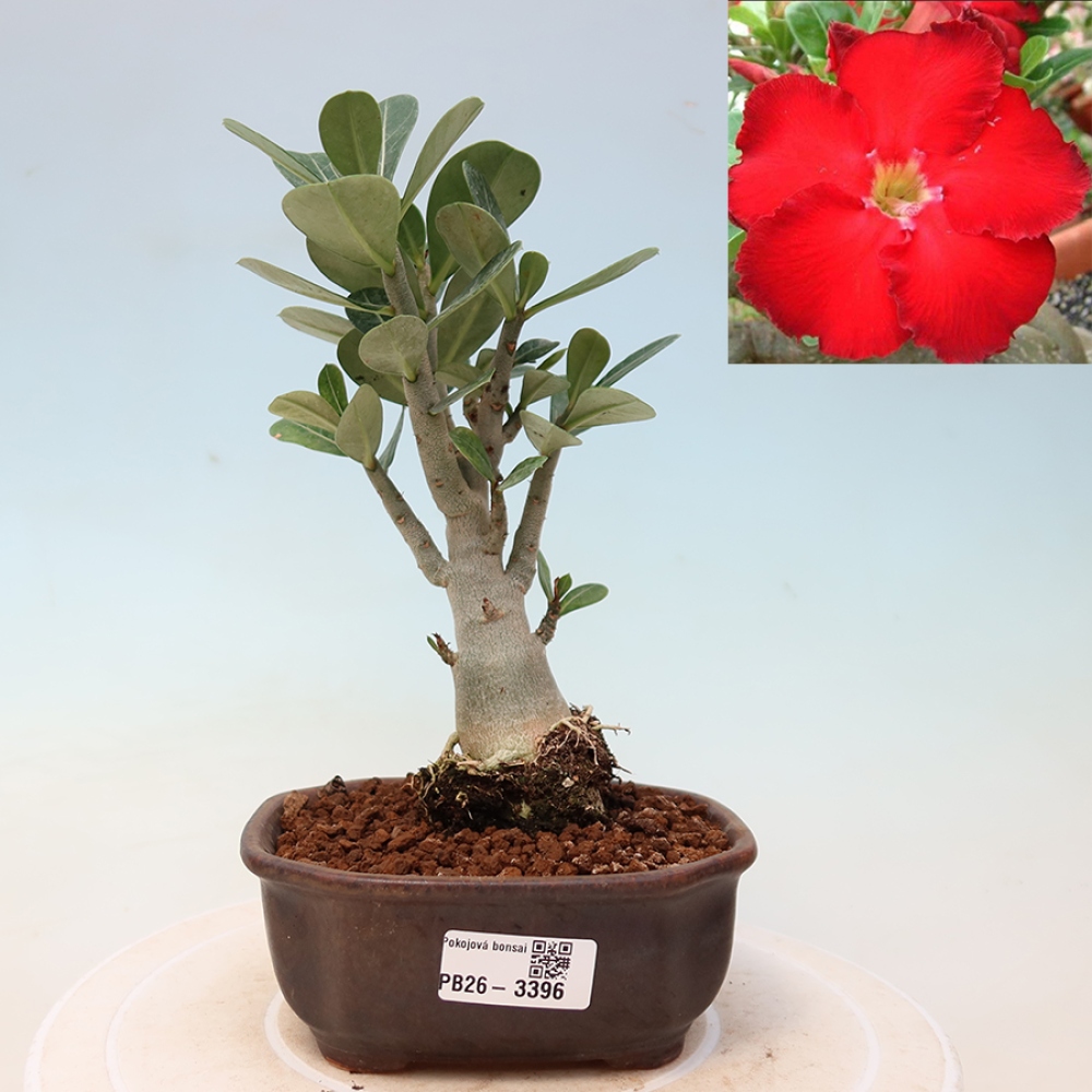 Zimmerbonsai – Adenium obesum „Red Star“ – Wüstenrose