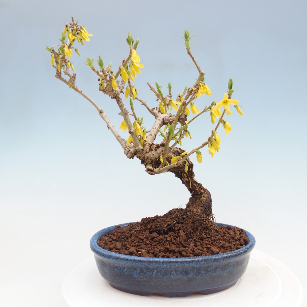 Bonsai für draußen - Zlatice - Forsythia koreana