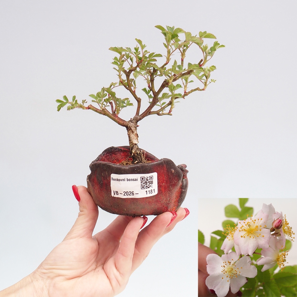 Bonsai für draußen - Rosa sp. - kleinblütige Rose