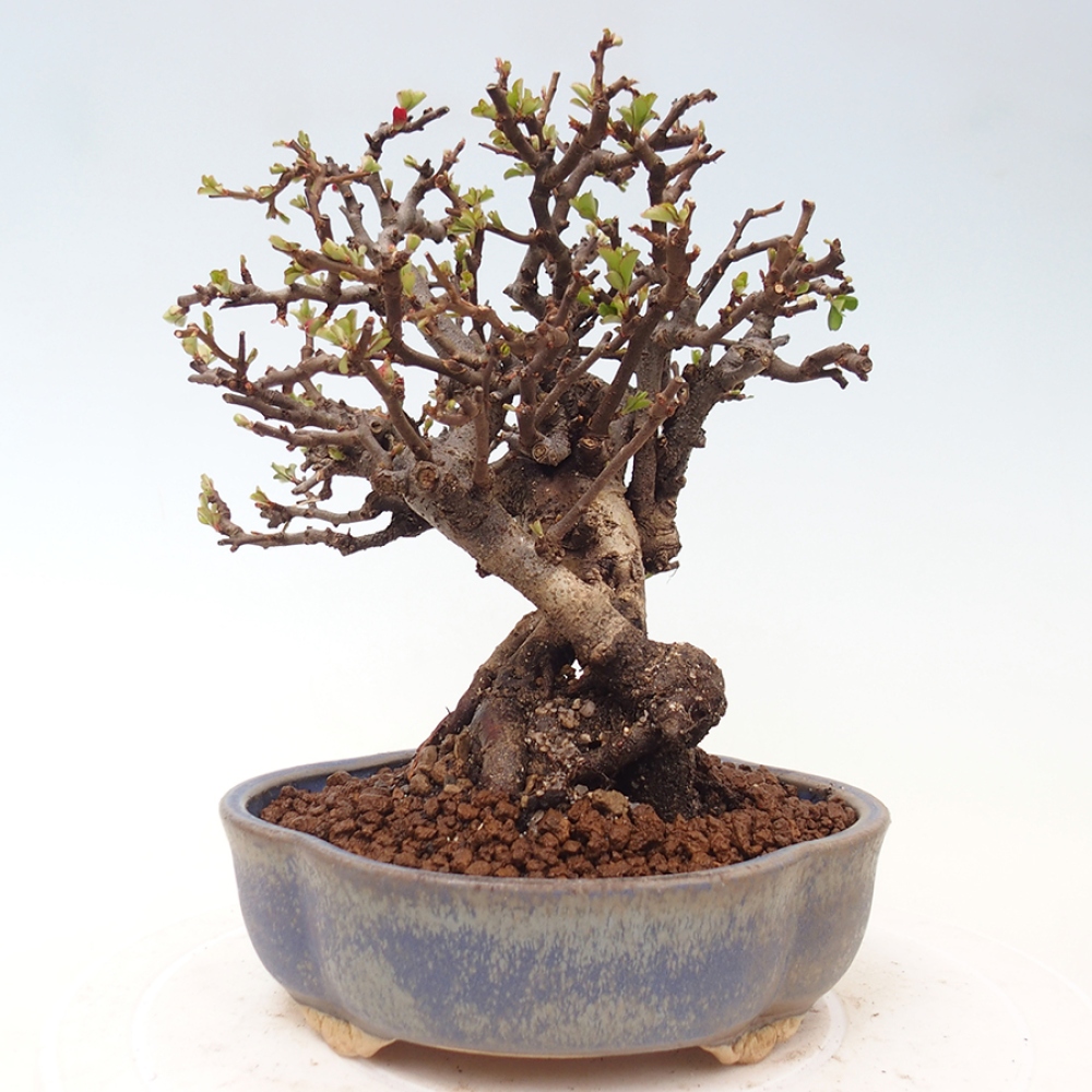 Bonsai für draußen - Chaneomeles speciosa - Quitte