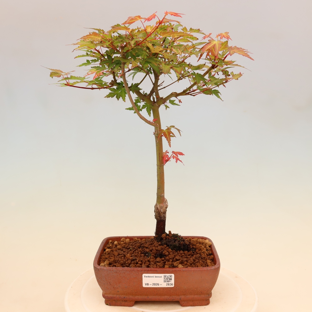 Spitzahorn - Acer palmatum Beni Tsukasa