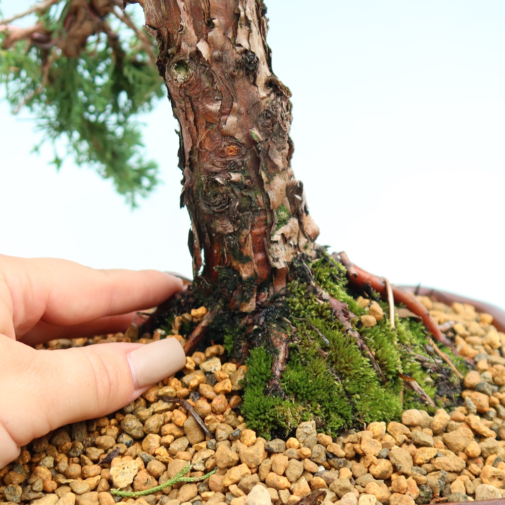 Bonsai für draußen - Juniperus chinensis Kishu
