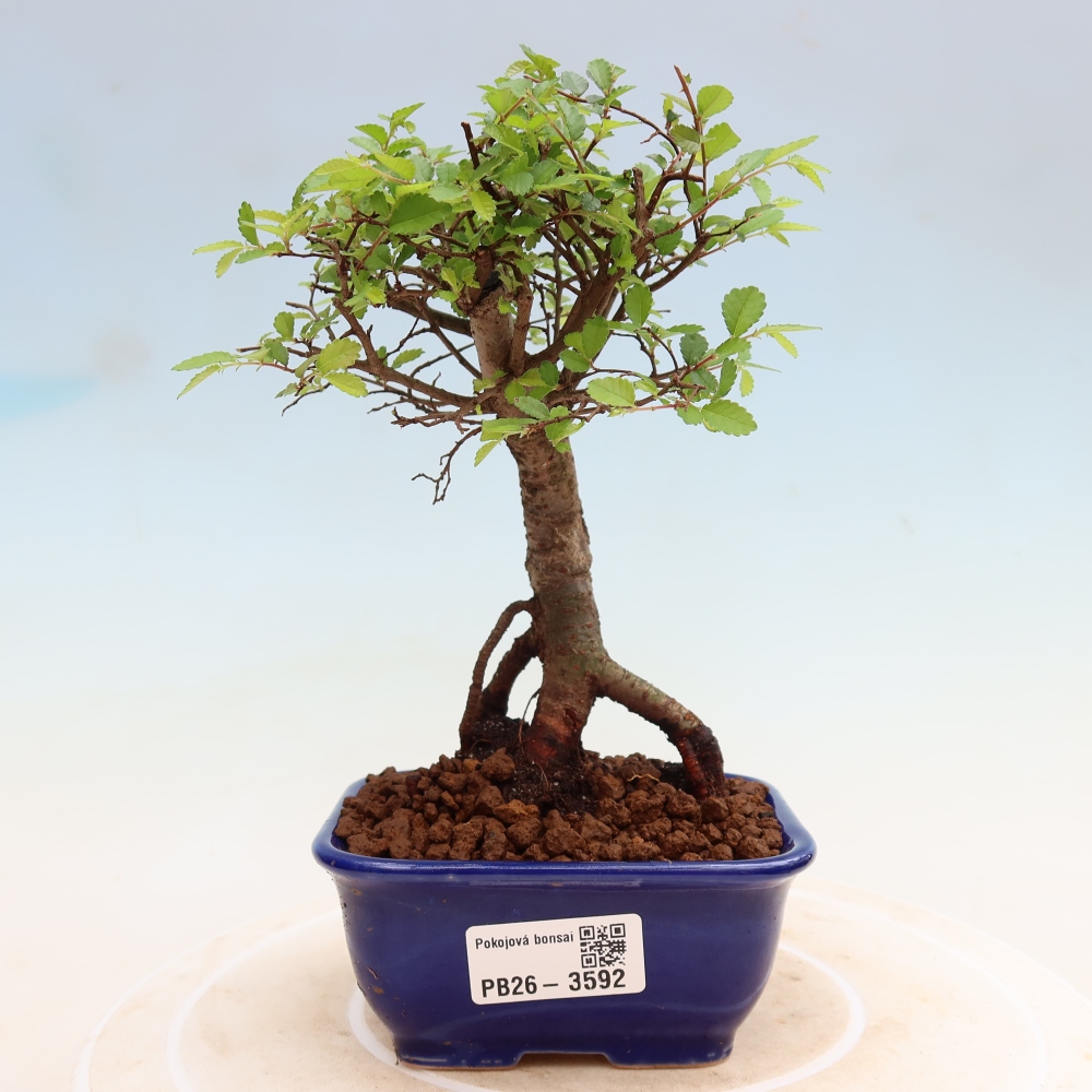 Zimmerbonsai - Ulmus parvifolia - Kleinblättrige Ulme