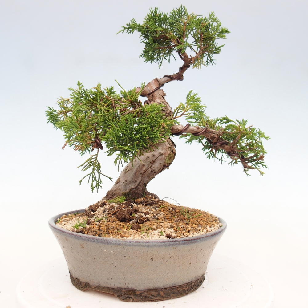 Bonsai für draußen - Juniperus chinensis Itoigawa