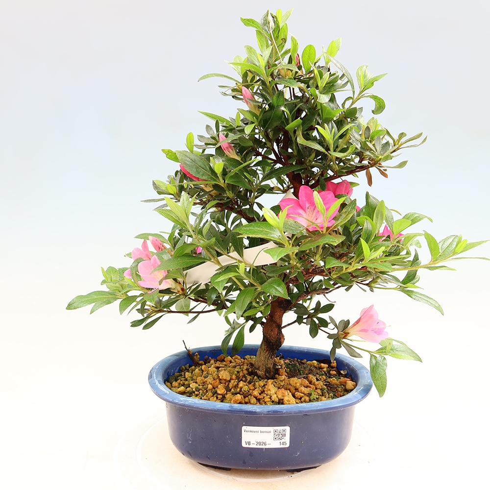 Bonsai für draußen - Japanische Azalee - Azalee Reiko