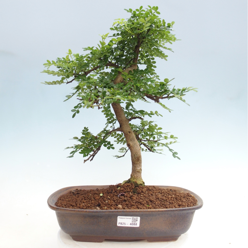 Zimmer Bonsai - Zantoxylum piperitum - Pfefferbaum