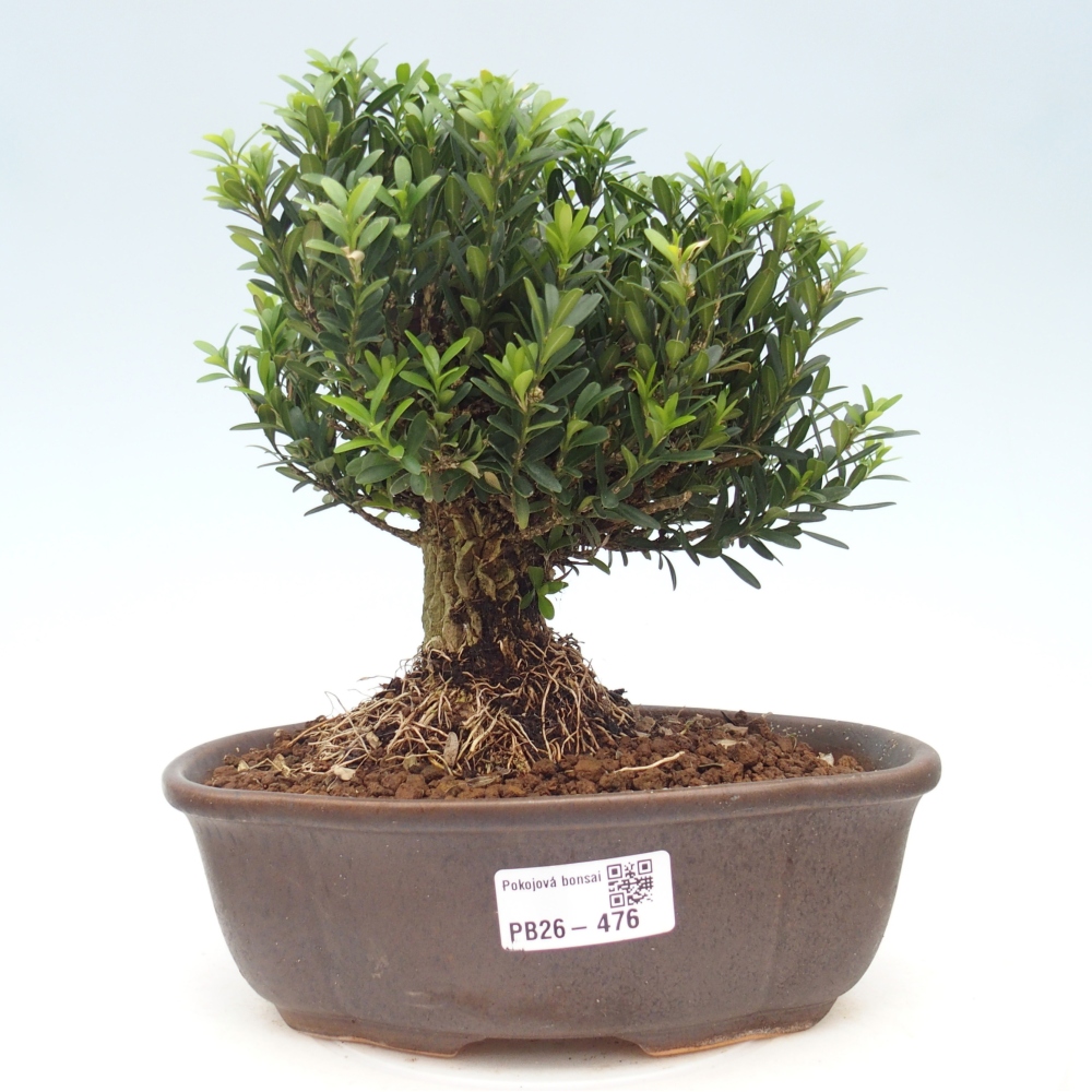 Zimmer Bonsai - Buxus harlandii - Korkbuxus