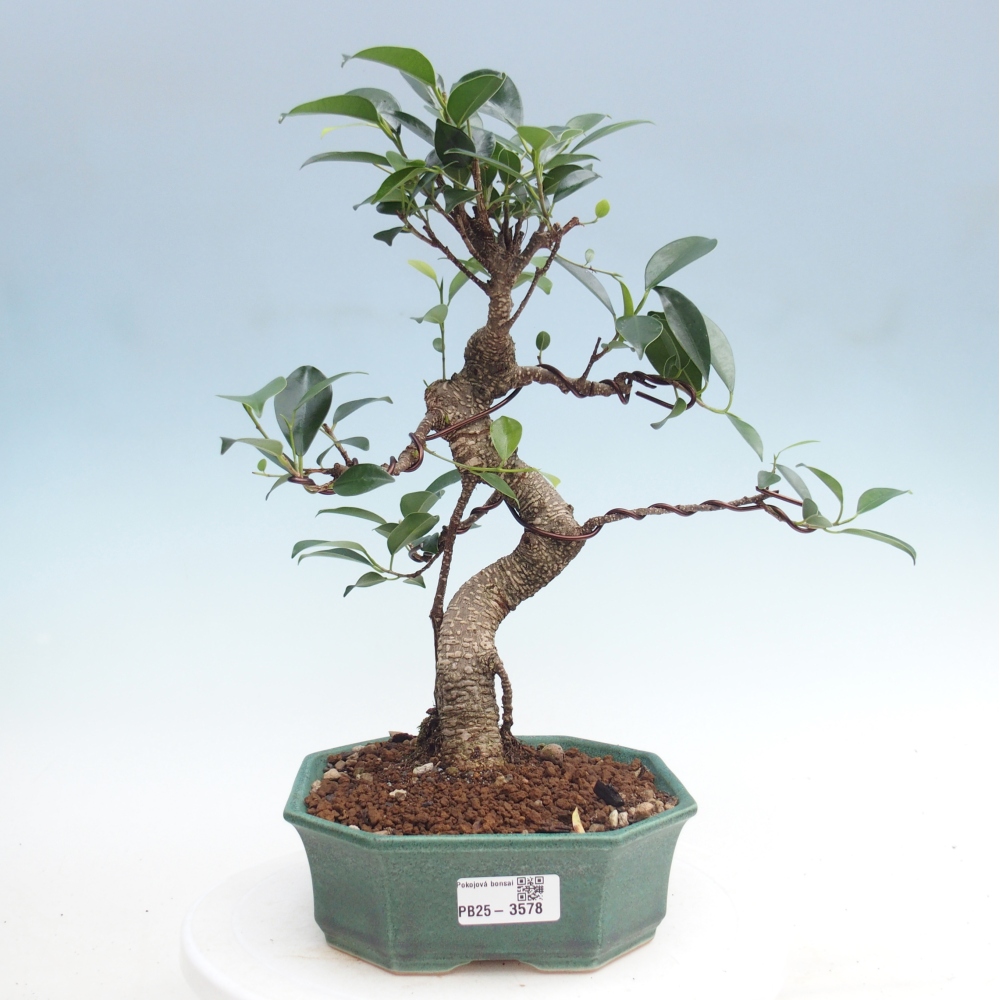Zimmerbonsai - Ficus retusa - Kleinblättriger Ficus