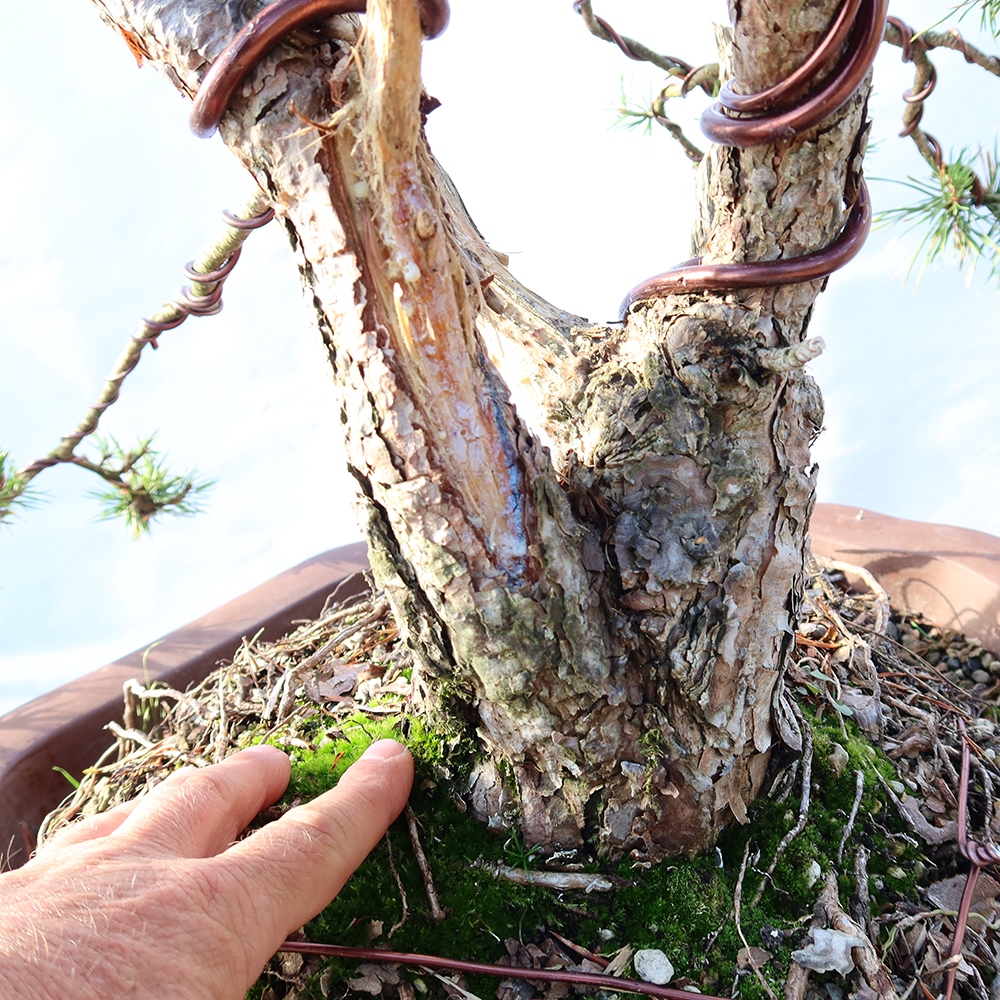 Pinus sylvestris Spanien – Waldkiefer