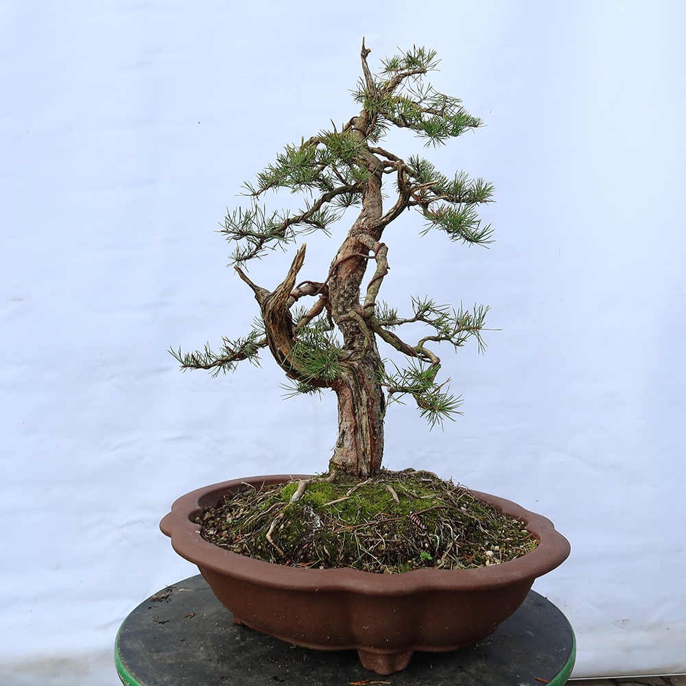 Pinus sylvestris Spanien – Waldkiefer
