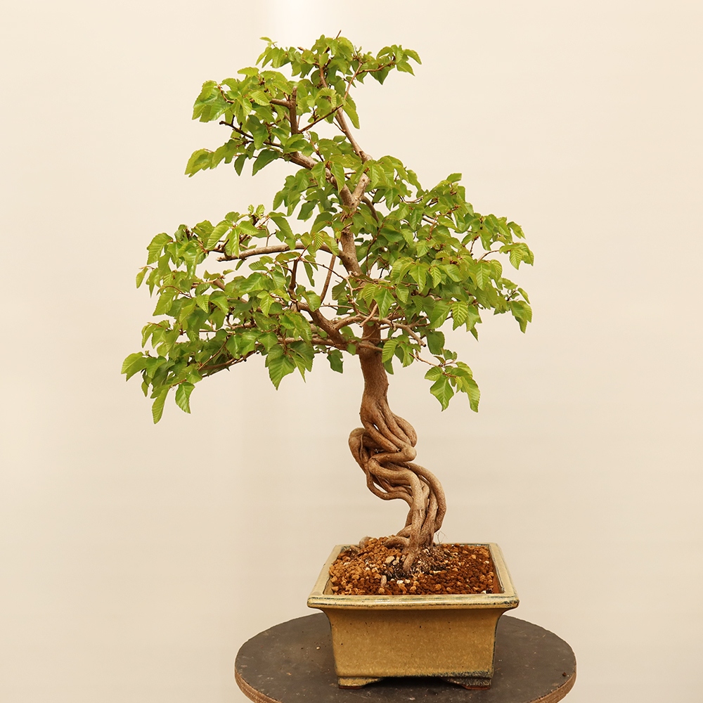 Bonsai für draußen - Karpinus Coreana - Koreanische Hainbuche