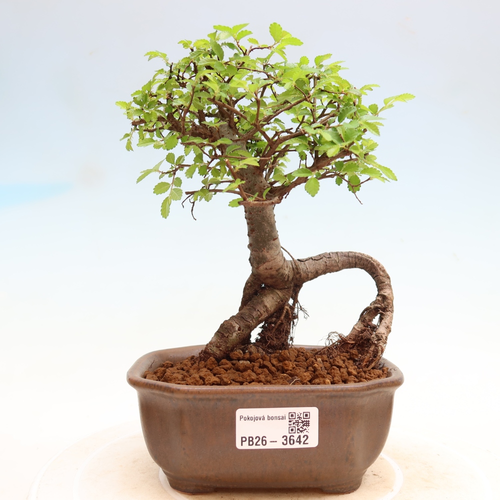 Zimmerbonsai - Ulmus parvifolia - Kleinblättrige Ulme