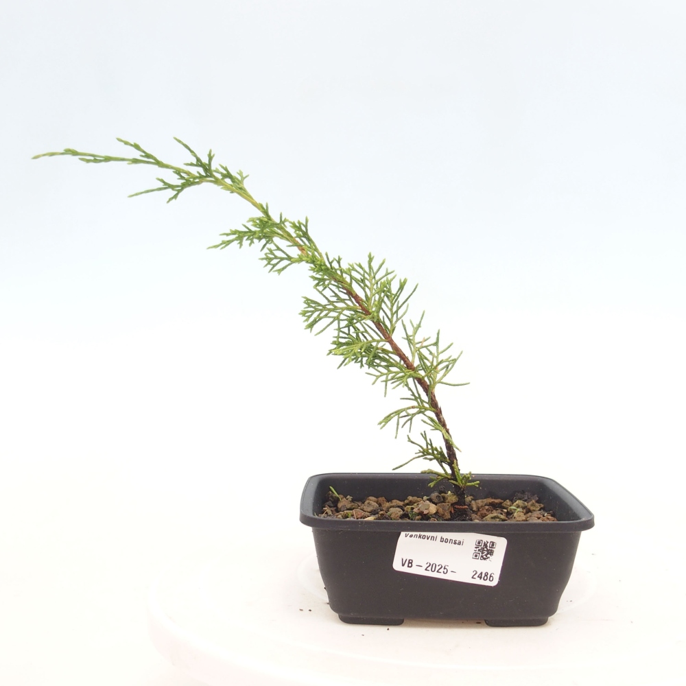 Bonsai für draußen - Juniperus chinensis Itoigawa