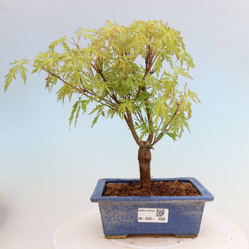 Bonsai für draußen - Acer palmatum Dissectum