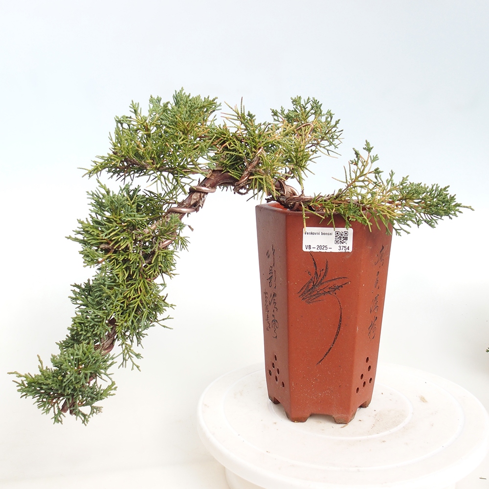 Bonsai für draußen - Juniperus chinensis Kishu