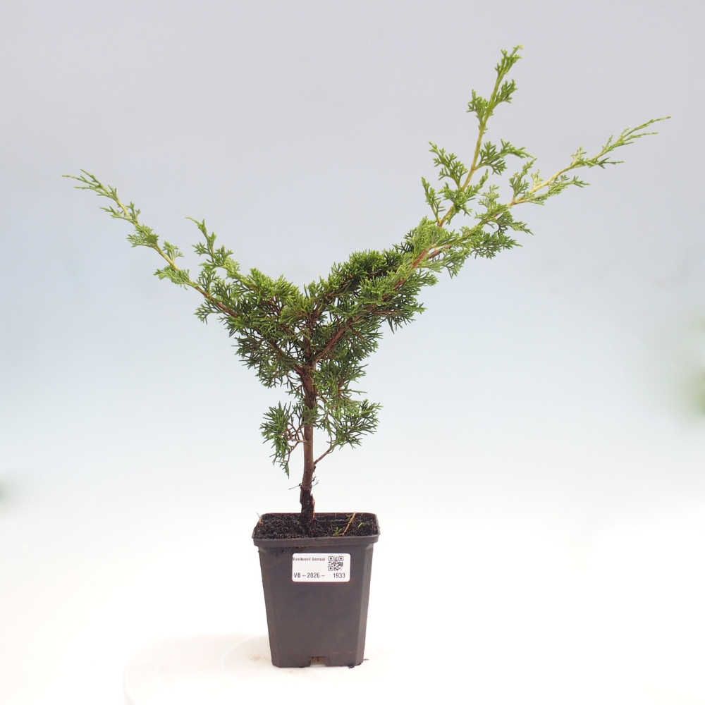Bonsai für draußen - Juniperus chinensis Itoigawa