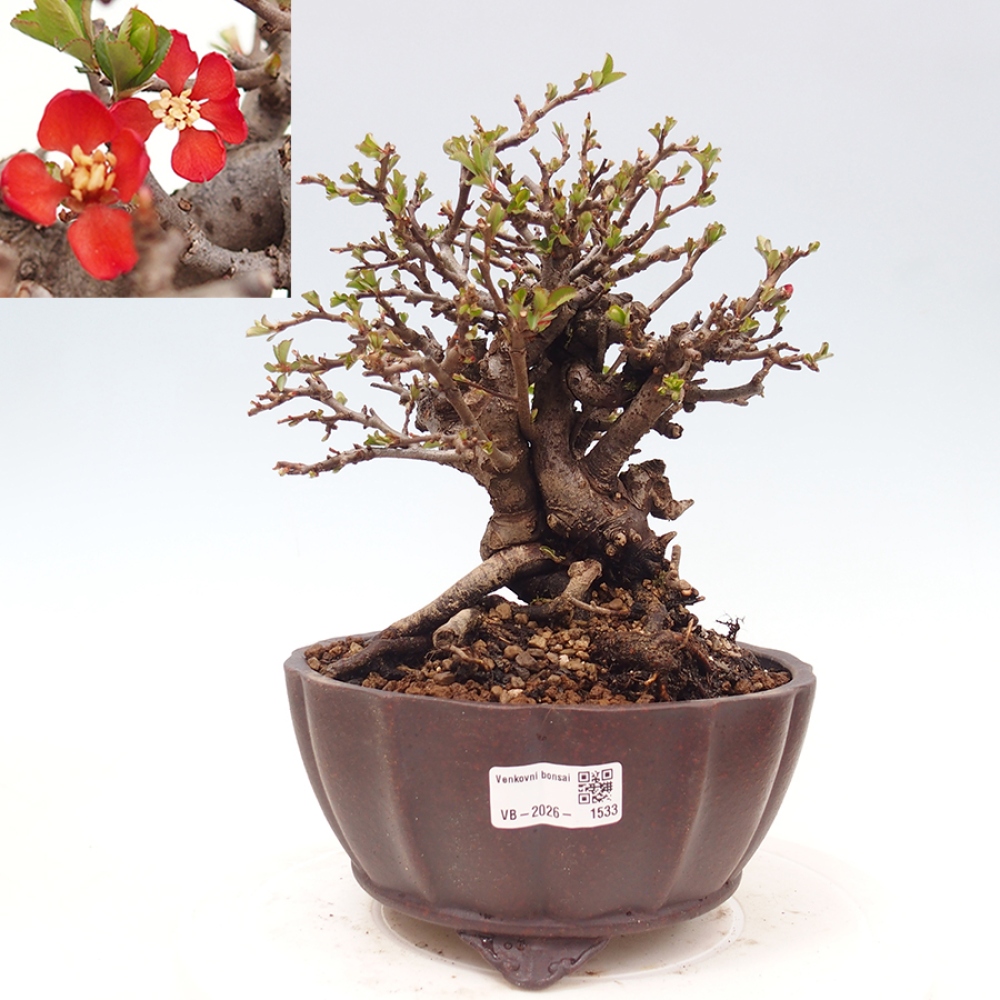 Bonsai für draußen - Chaneomeles speciosa - Quitte