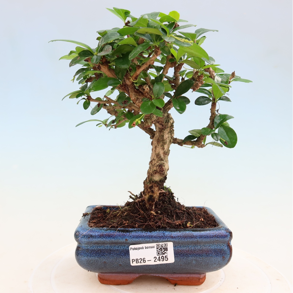 Zimmer-Bonsai - Carmona macrophylla - Tee-Fuki