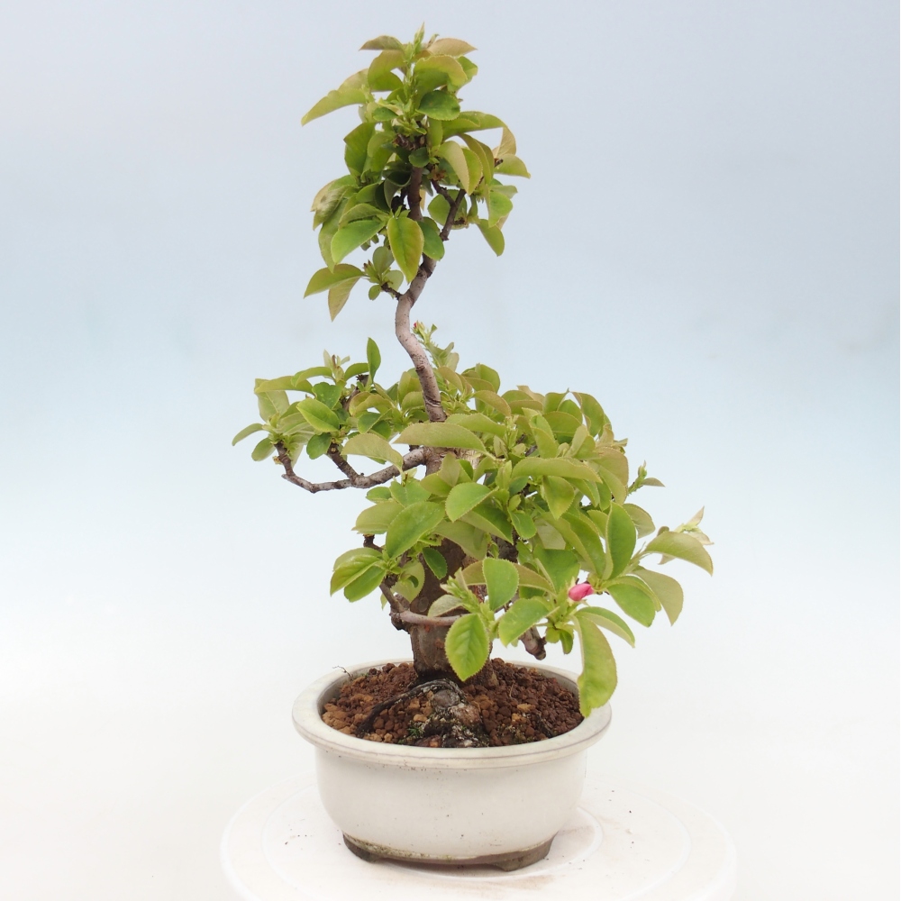 Bonsai für draußen - Pseudocydonia sinensis - Chinesische Quitte