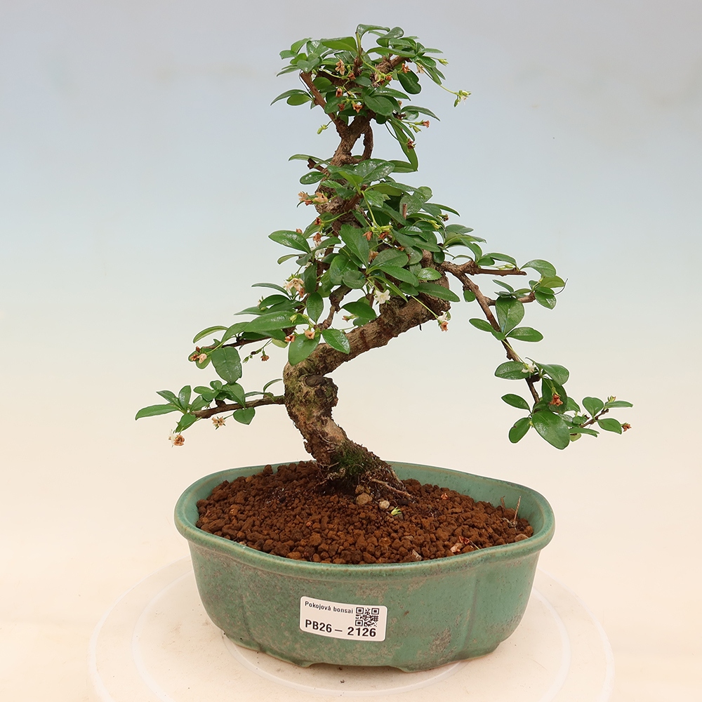 Zimmer-Bonsai - Carmona macrophylla - Tee-Fuki