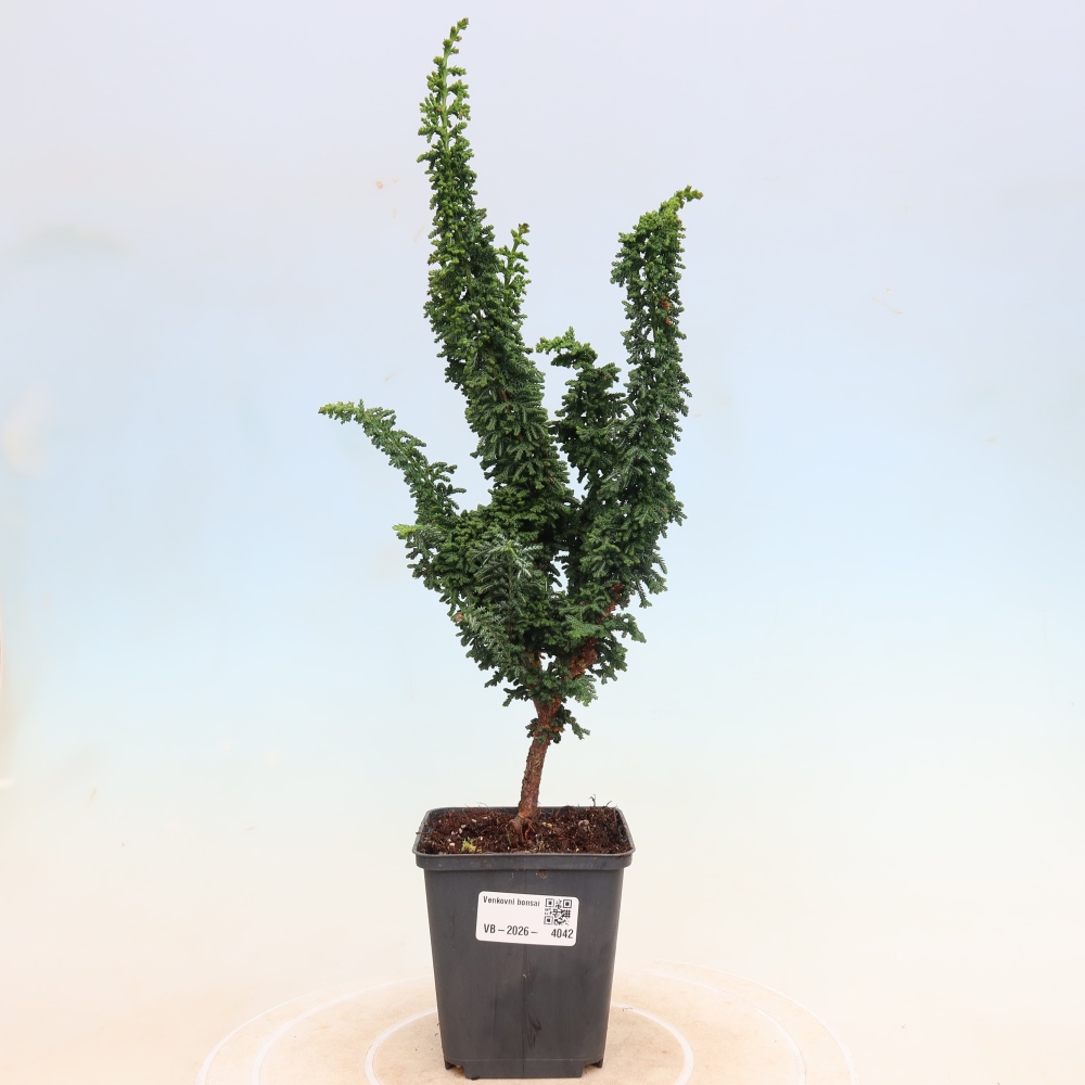 Bonsai für draußen - Cham. obtusa SEKKA HINOKI - Zypresse