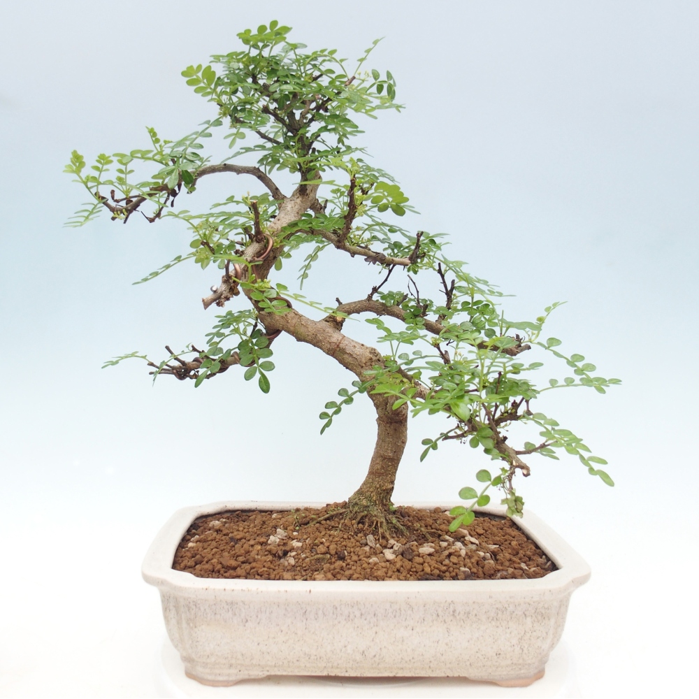 Zimmer Bonsai - Zantoxylum piperitum - Pfefferbaum