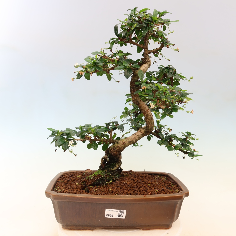 Zimmer-Bonsai - Carmona macrophylla - Tee-Fuki