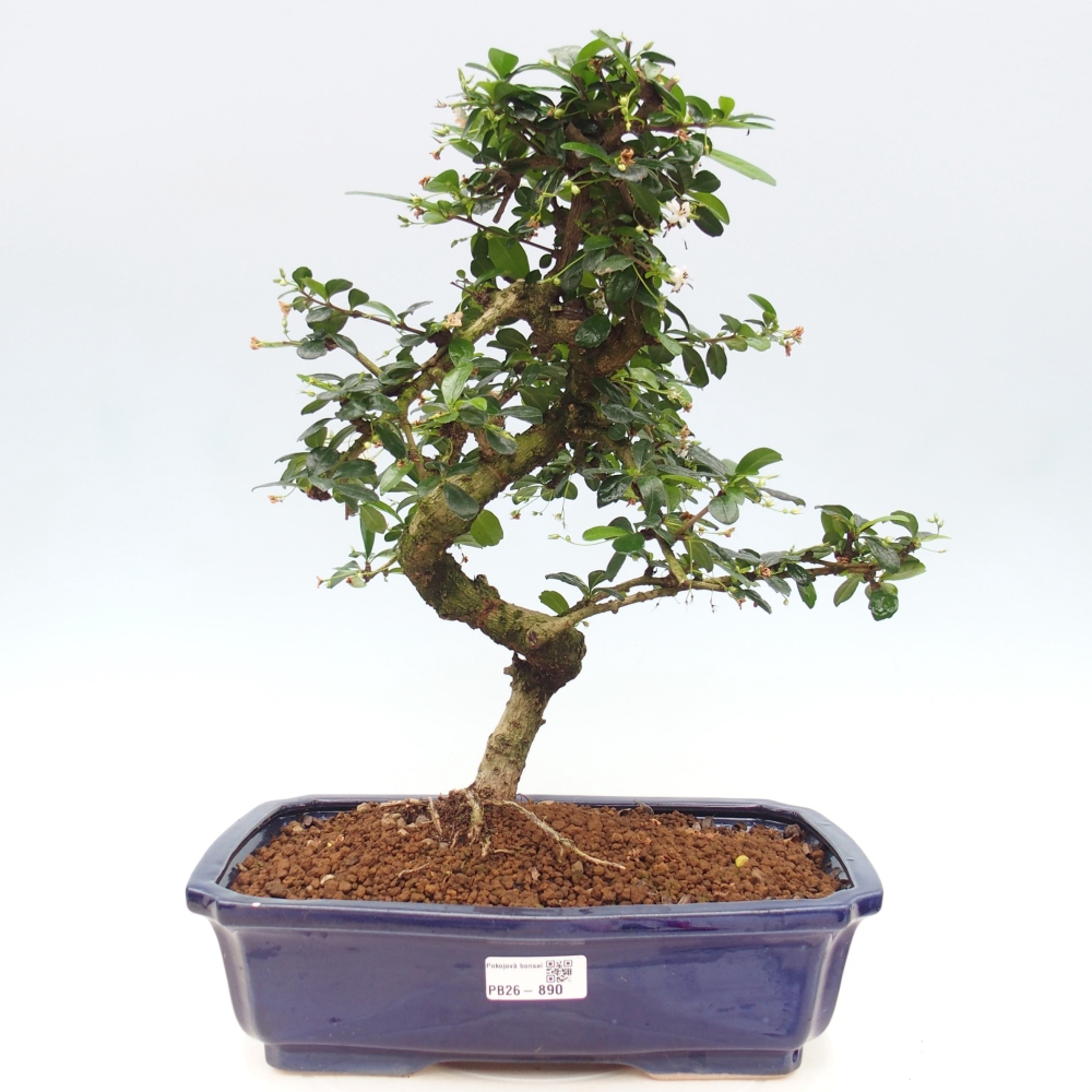 Zimmer-Bonsai - Carmona macrophylla - Tee-Fuki