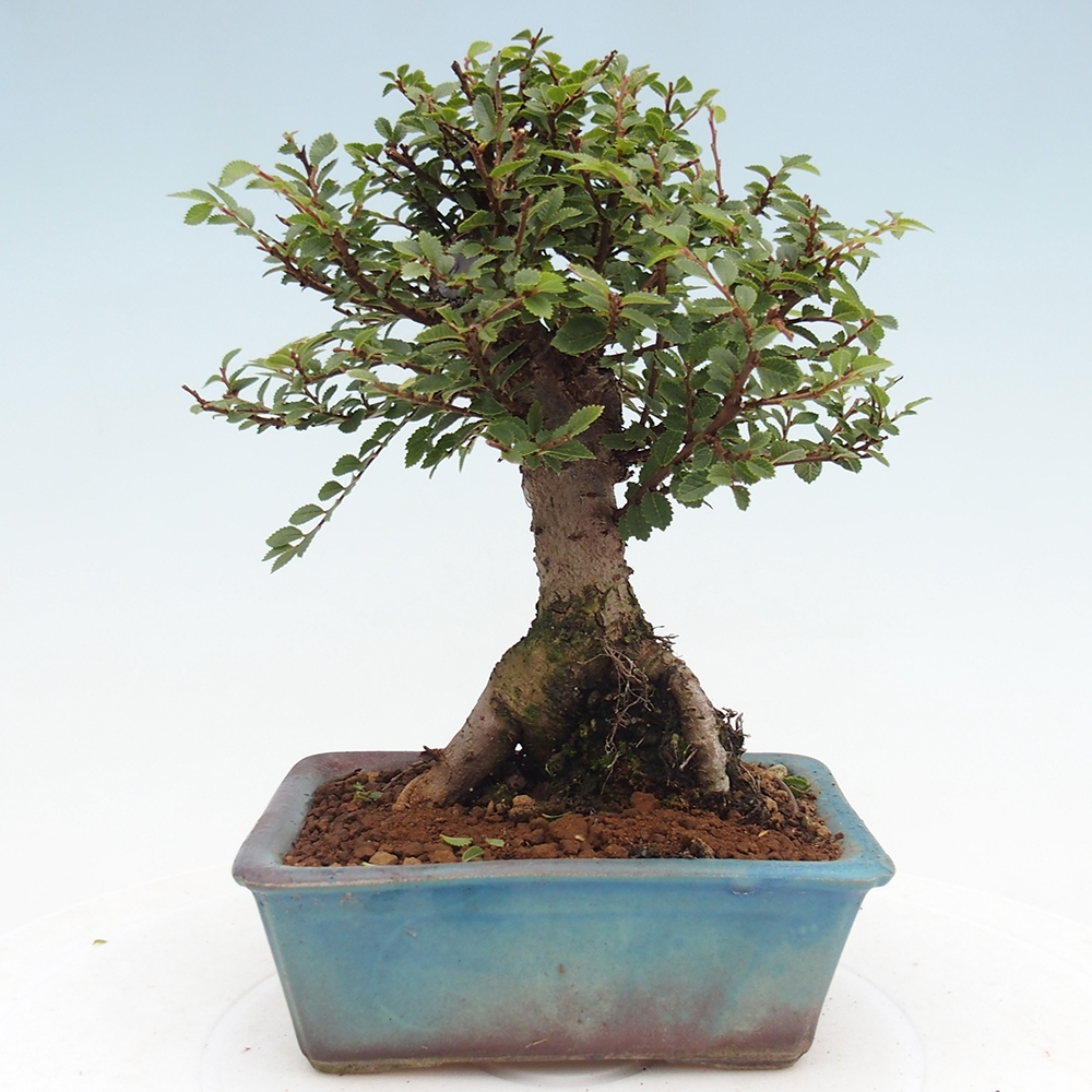Bonsai für draußen - Ulmus parvifolia Hokkaido - Chinesische Ulme