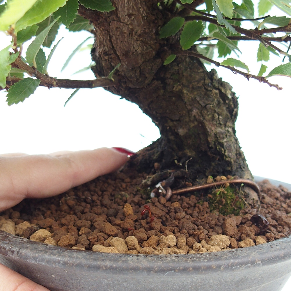 Bonsai für draußen - Zelkova - Zelkova NIRE