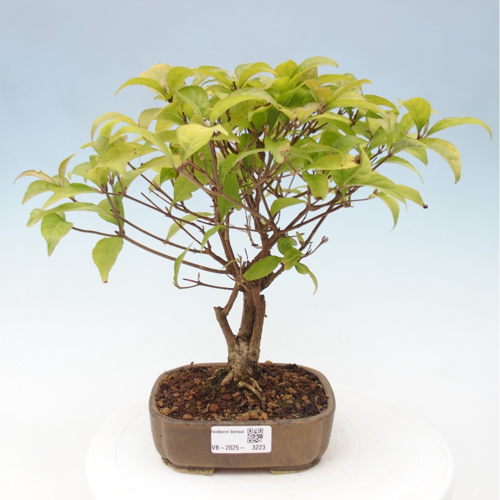 Bonsai für draußen - Callicarpa japonica